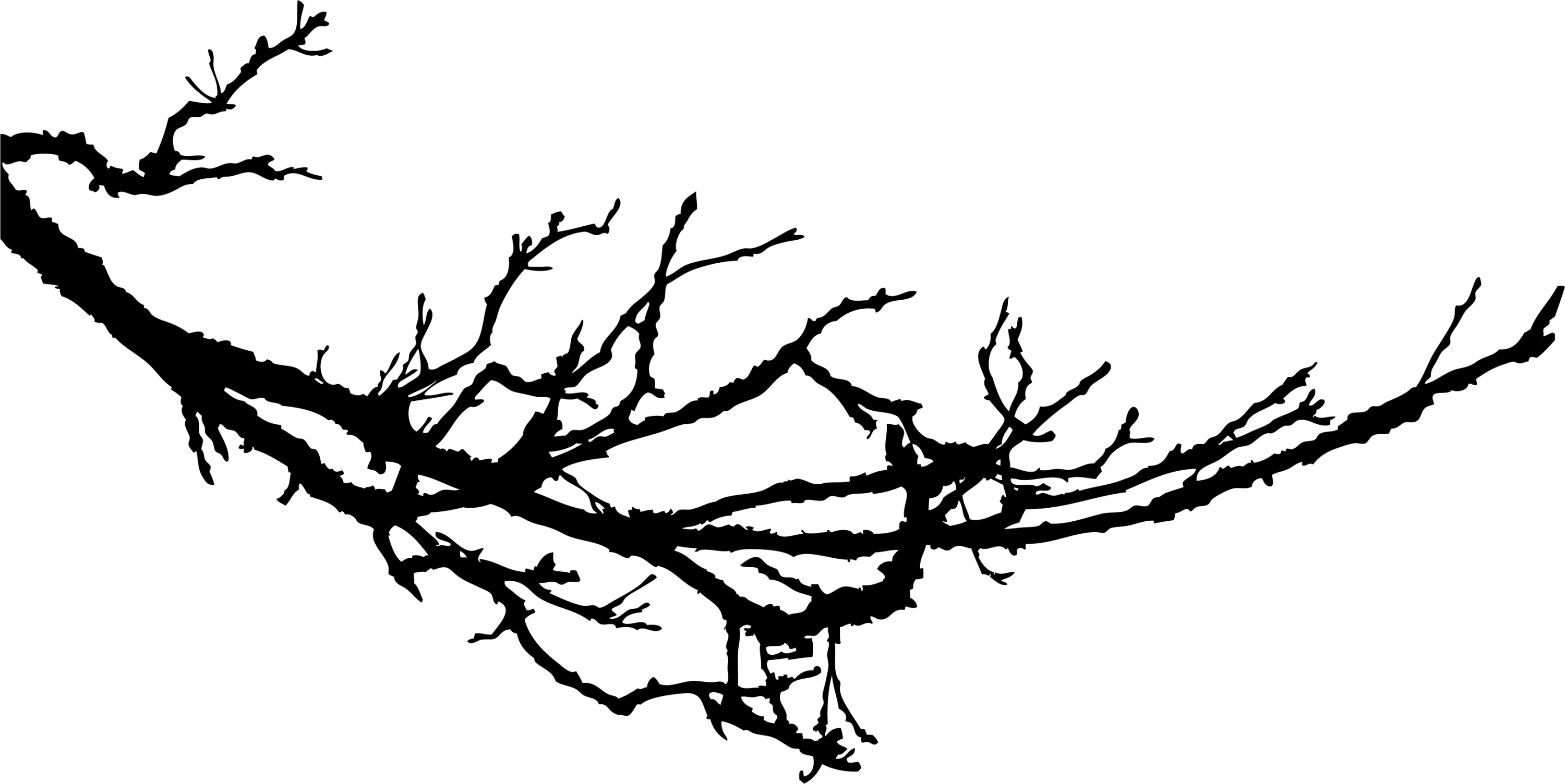 3000x1504 Tree Branch Silhouette Fall