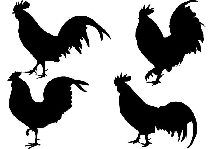 700x490 Rooster On Farm Silhouette