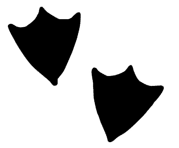 576x479 Best Photos Of Duck Foot Clip Art