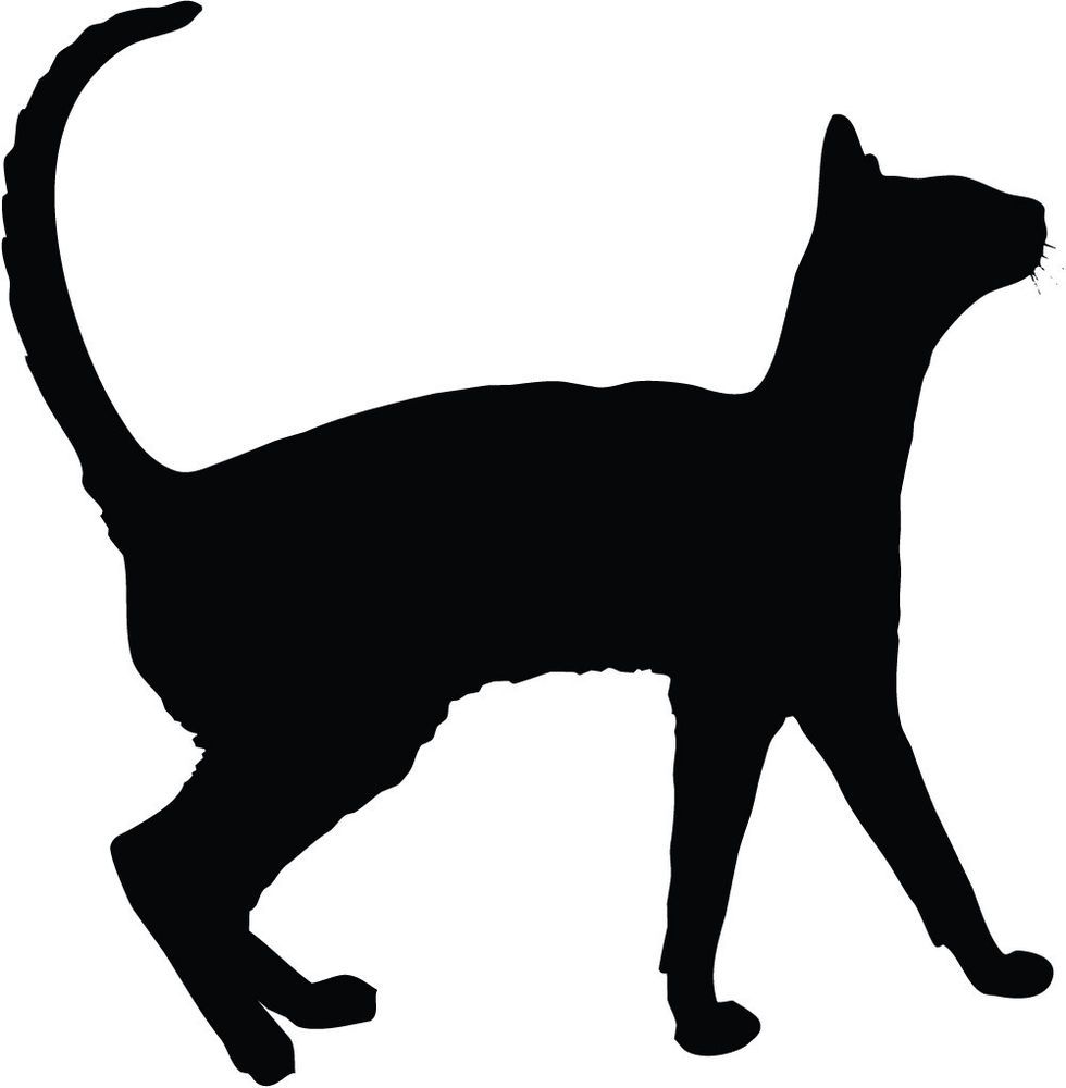 980x1000 Images For Gt Sitting Cat Silhouette Looking Up Politics