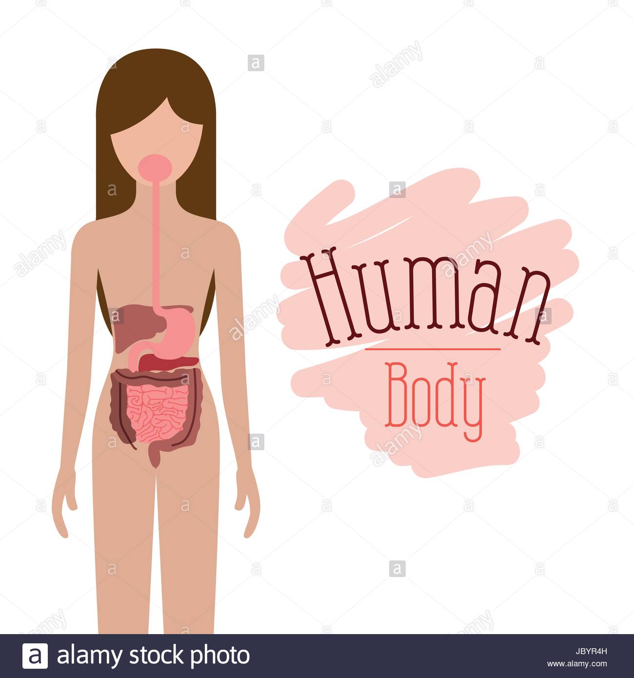 1300x1390 Colorful Silhouette Female Person With Digestive System Human Body
