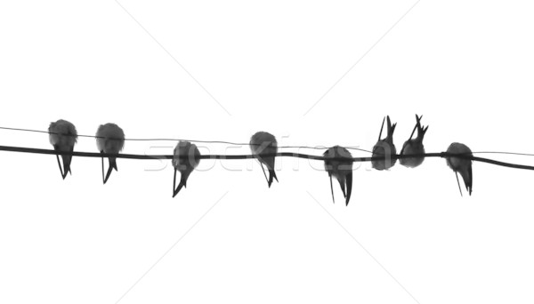 600x342 Silhouette Migrating Swallow Reposing On Electric Wire Vector