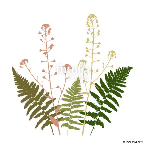 500x500 Vector Floral Illustration With Fern Leaves And Shepherd's Purse
