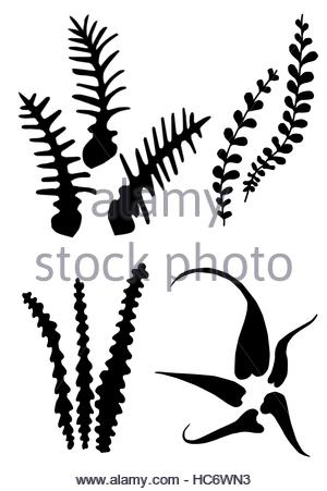 300x451 Fern Leaves Silhouettes Stock Photo, Royalty Free Image 28791432