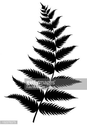 344x498 Silhouette Of New Zealand Fern