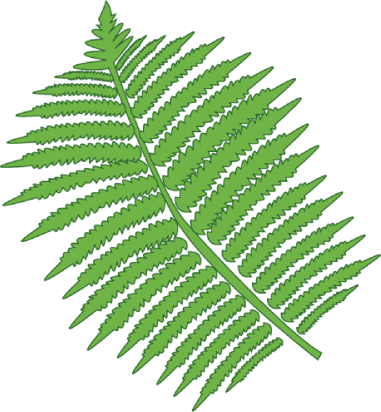 552x596 Bush Clipart Fern