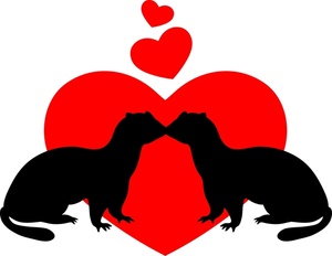 300x232 Red Ferret Heart All About Ferrets