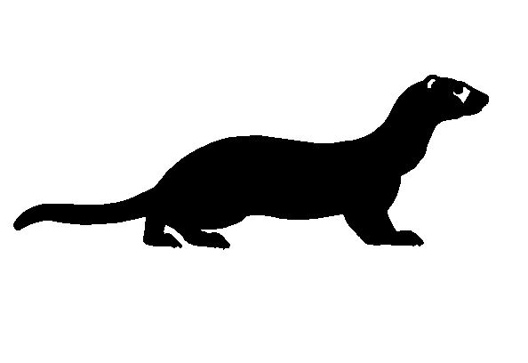 594x408 Chinchilla Silhouette