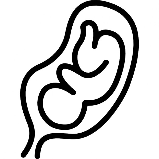 626x626 Fetus In An Uterus Icons Free Download