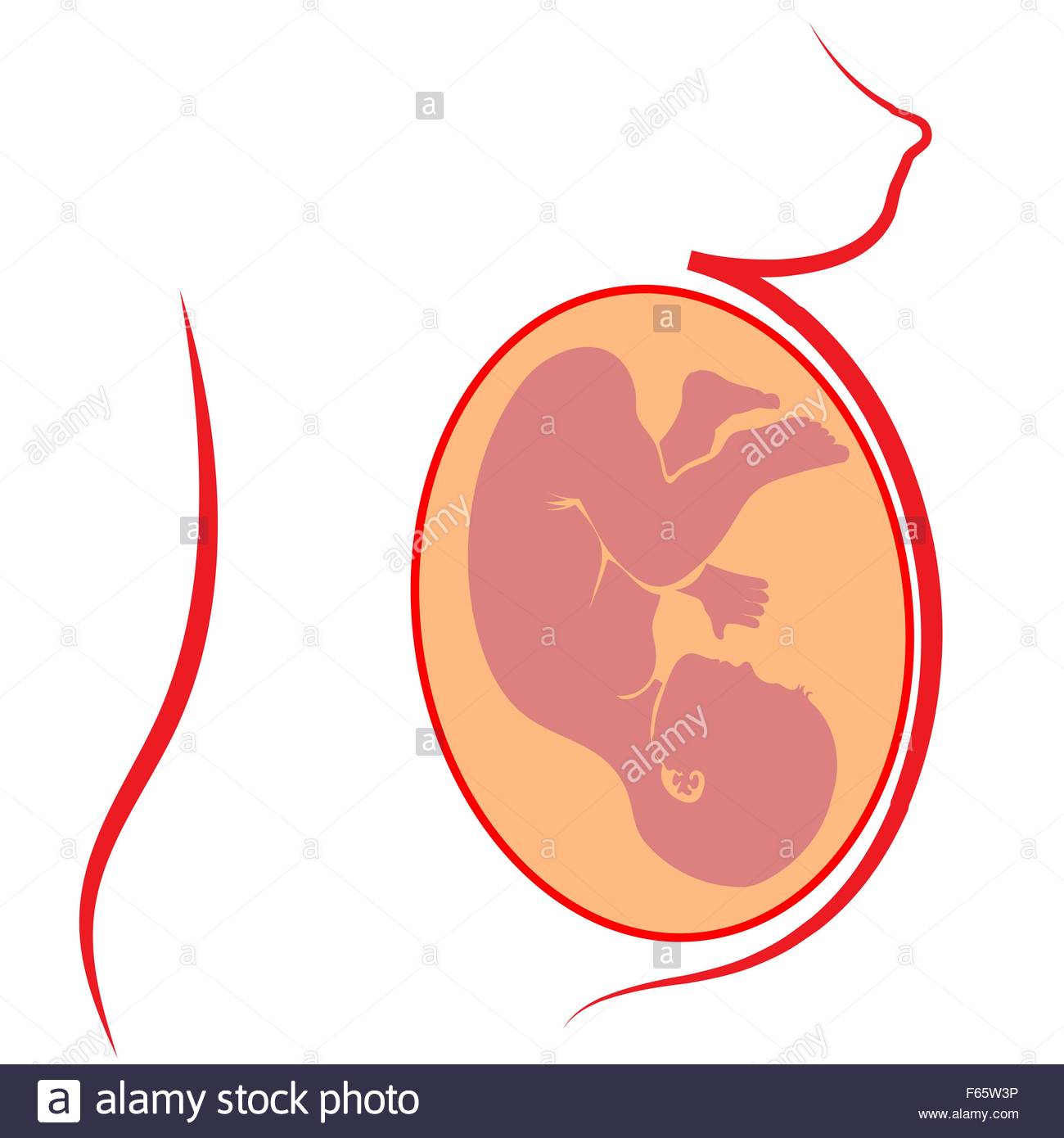 1300x1390 Human Fetus Silhouette Stock Vector Art Amp Illustration, Vector
