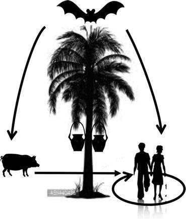 369x433 Nipah Virus Infection Springerlink