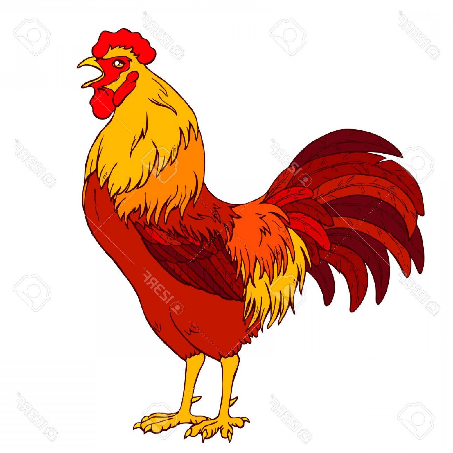 1560x1560 The Best Fighting Roosters Vector Lazttweet