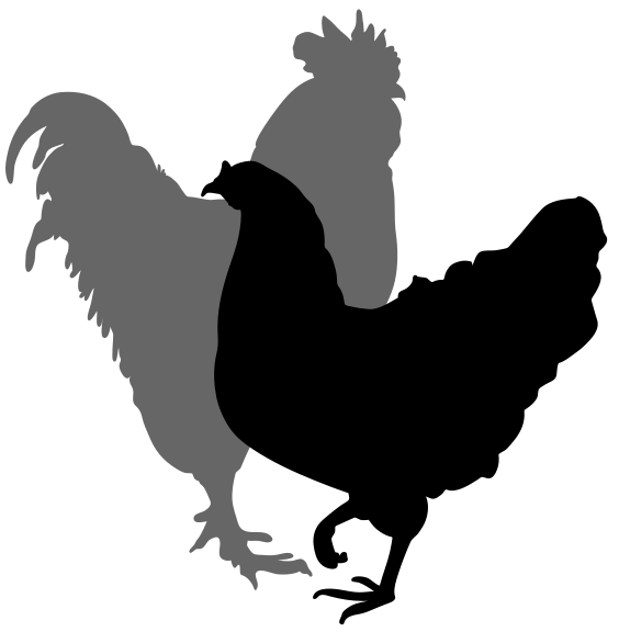 564x576 Chicken Silhouette Clipart