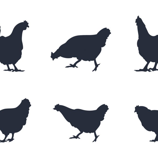 650x650 Free Vector Rooster Silhouette