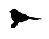 170x135 Items Similar To Finch V1 Silhouette Vinyl Decal Sticker