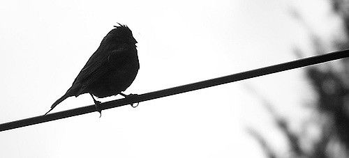 500x227 Purple Finch Silhouette Be Random1991