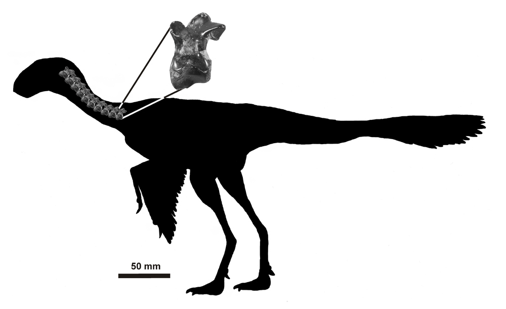 1000x611 The World's Smallest Dinosaur Deposits Magazine