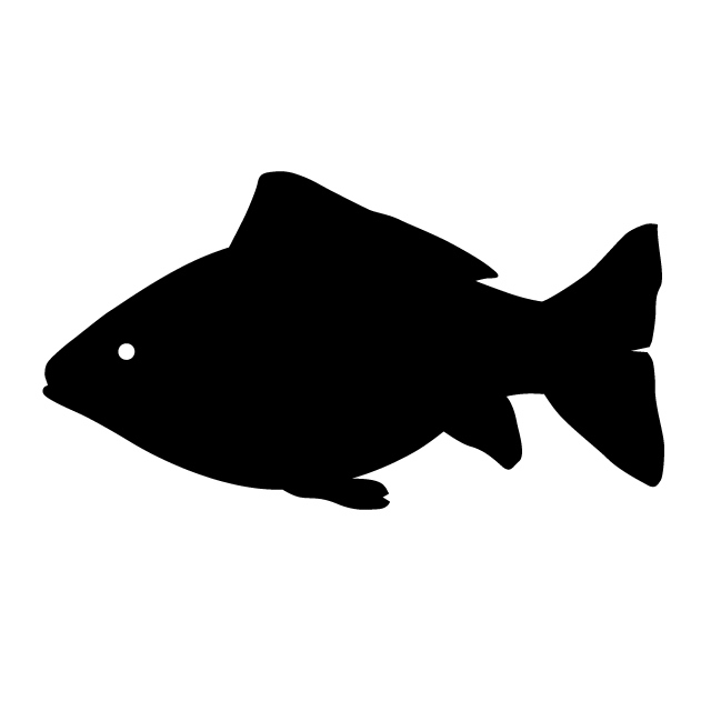 640x640 Fish Animal Silhouette Free Illustrations