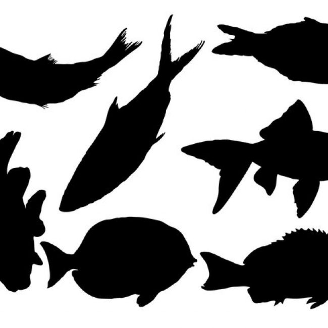 650x650 Free Vector Free Fish Silhouette Vector