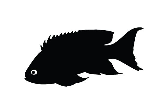 Fish Silhouette Vector at GetDrawings | Free download