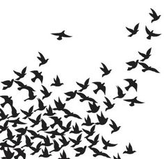 236x228 Flock Of Birds Animals Wall Art Decal Wall Stickers Transfers