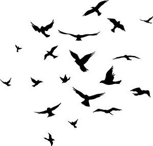 300x287 Flock Of Birds
