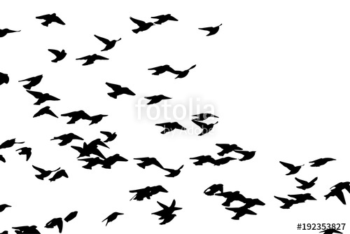 500x334 Bohemian Waxwing (Bombycilla Garrulus) In Flight. Vector