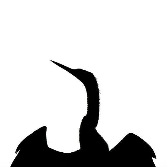 570x570 Florida Anhinga Silhouette Photography By Davepuchiphotography