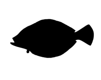 340x270 Hook Shaped Summer Flounder Fishing Vinyl Diecut Decal Car