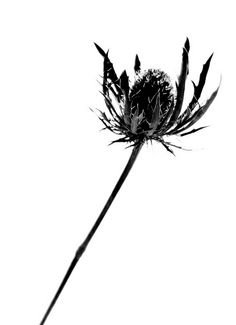 236x325 Flower Silhouette