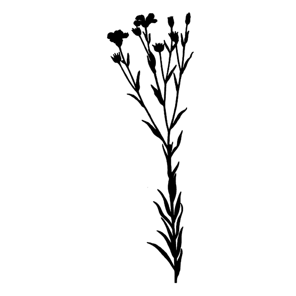 600x600 Wild Flower Silhouette (Free Download) Enliven Designs