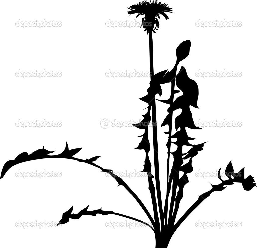 1024x989 Dandelion Flower Silhouette Isolated On White Stock Vector Dr