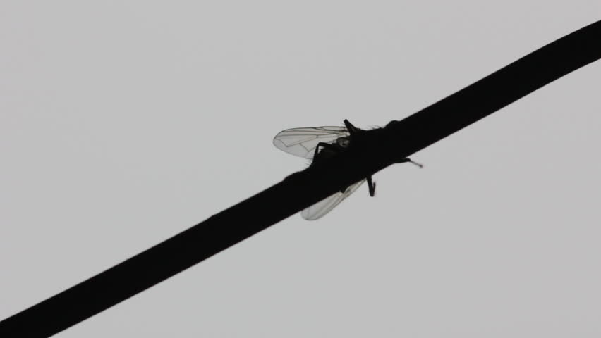 852x480 Guy Plays Flute In Style Beatbox. Profile