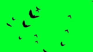 320x180 Group Of Bat Silhouettes Flying Across The Screen Motion
