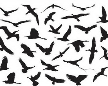 350x280 Bird Silhouette Tattoo Images