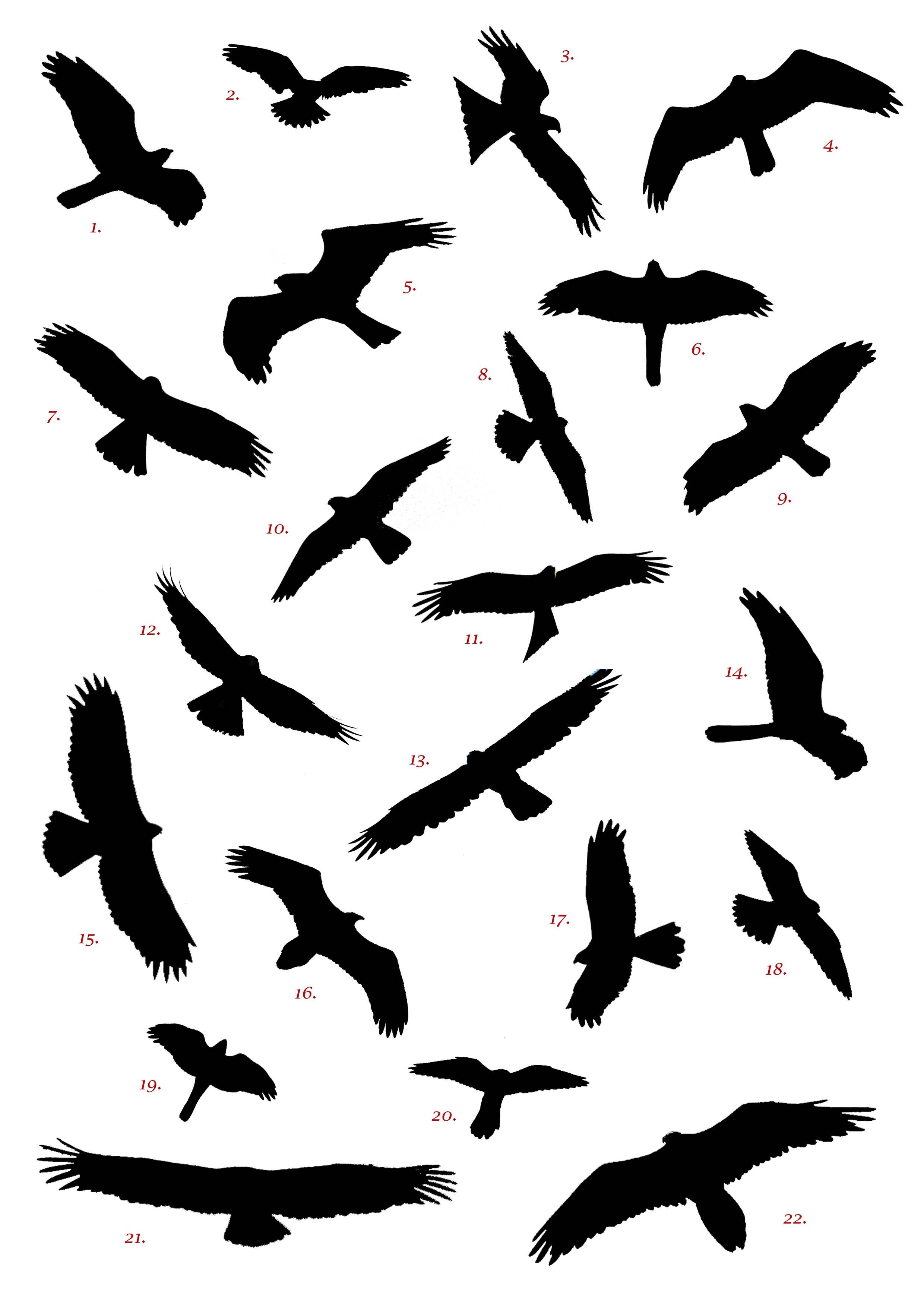 2480x3508 Spanish Raptor Silhouette Competition
