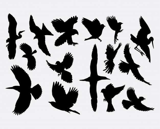 626x502 Flying Bird Silhouette Vector Premium Download