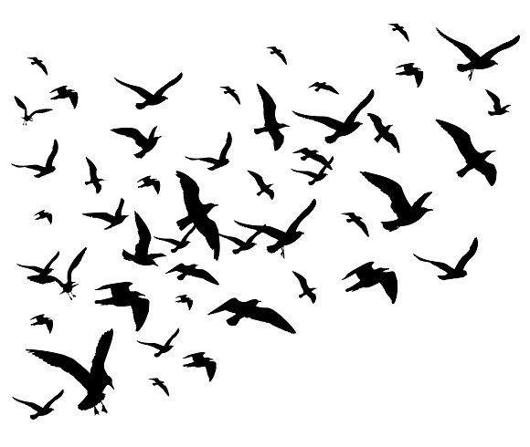 Flying Bird Silhouette Vector at GetDrawings | Free download