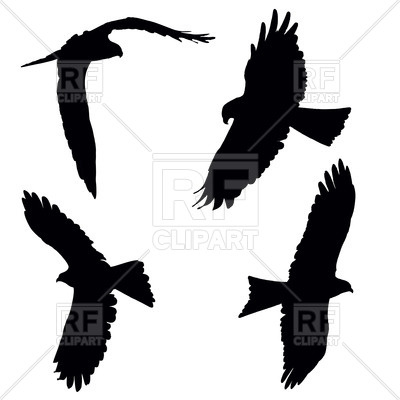 400x400 Flying Pariah Or Black Kite