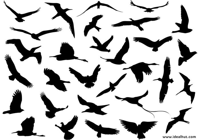 700x490 30 Different Flying Birds
