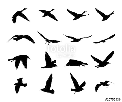 500x419 Silhouettes Of Flying Birds Vector Stock Image And Royalty Free