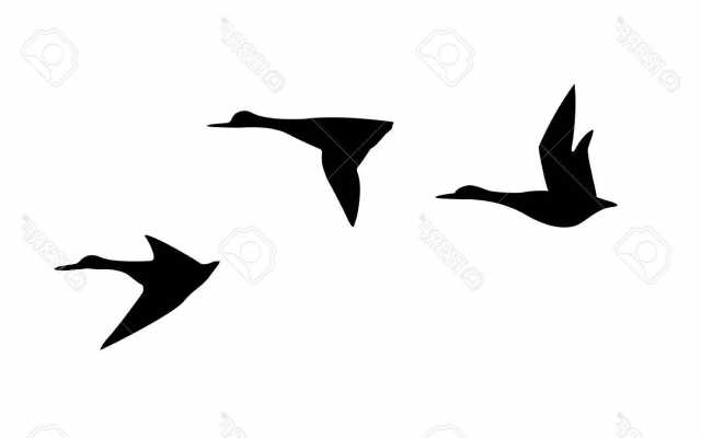640x400 Matching Vector Silhouette Flying Duck On White Background Royalty