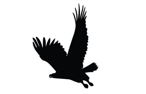 480x309 Flying Eagle Silhouette Vector Silhouettes Vector