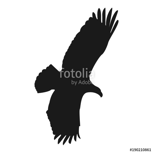500x500 Flying Eagle Vector Illustration Black Silhouette Stock Image