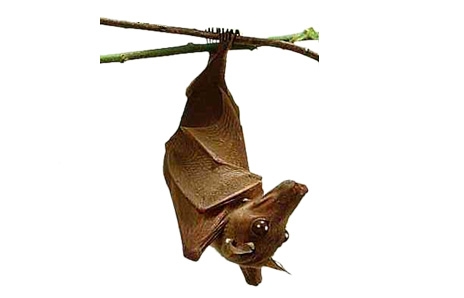 464x298 Dance Silhouette Clipart