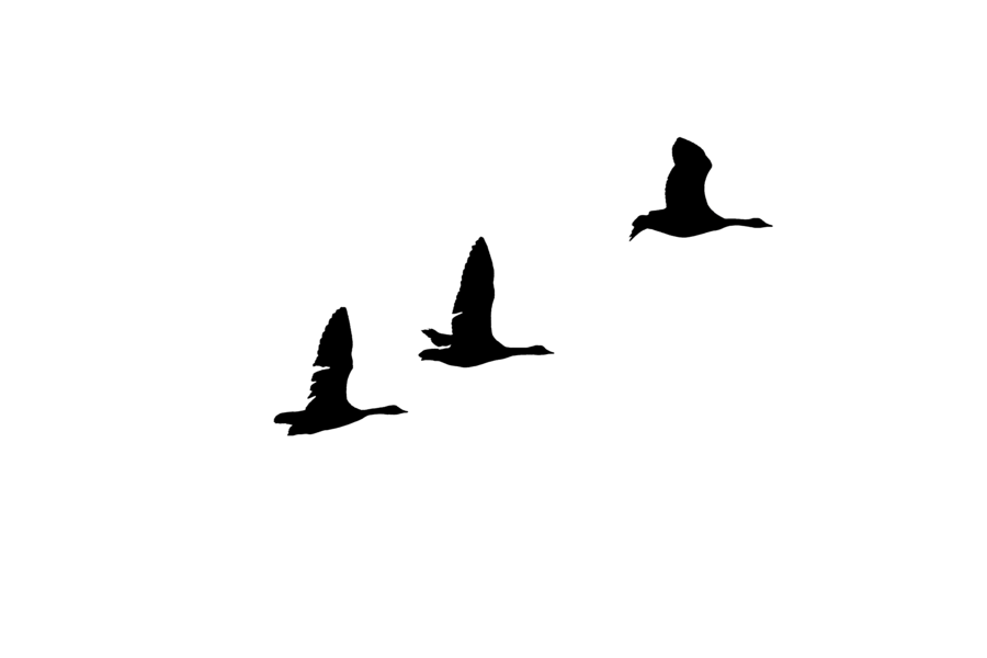 900x600 Geese Silhouettes By Frankandcarystock