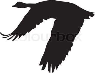 320x248 Vector Silhouette Flying Goose On White Background Stock Vector