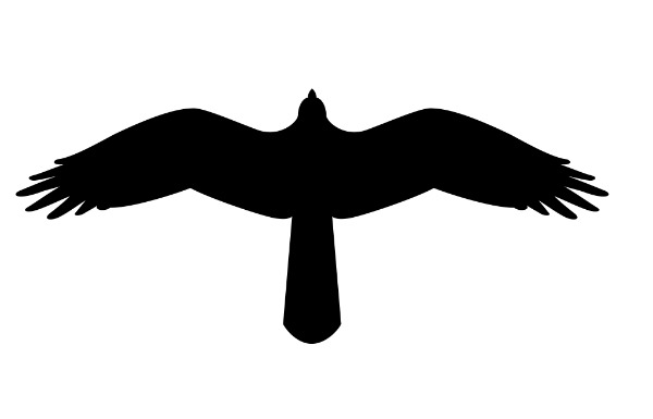 600x385 If You Experience Trouble With Birds Flying Into Windows, One