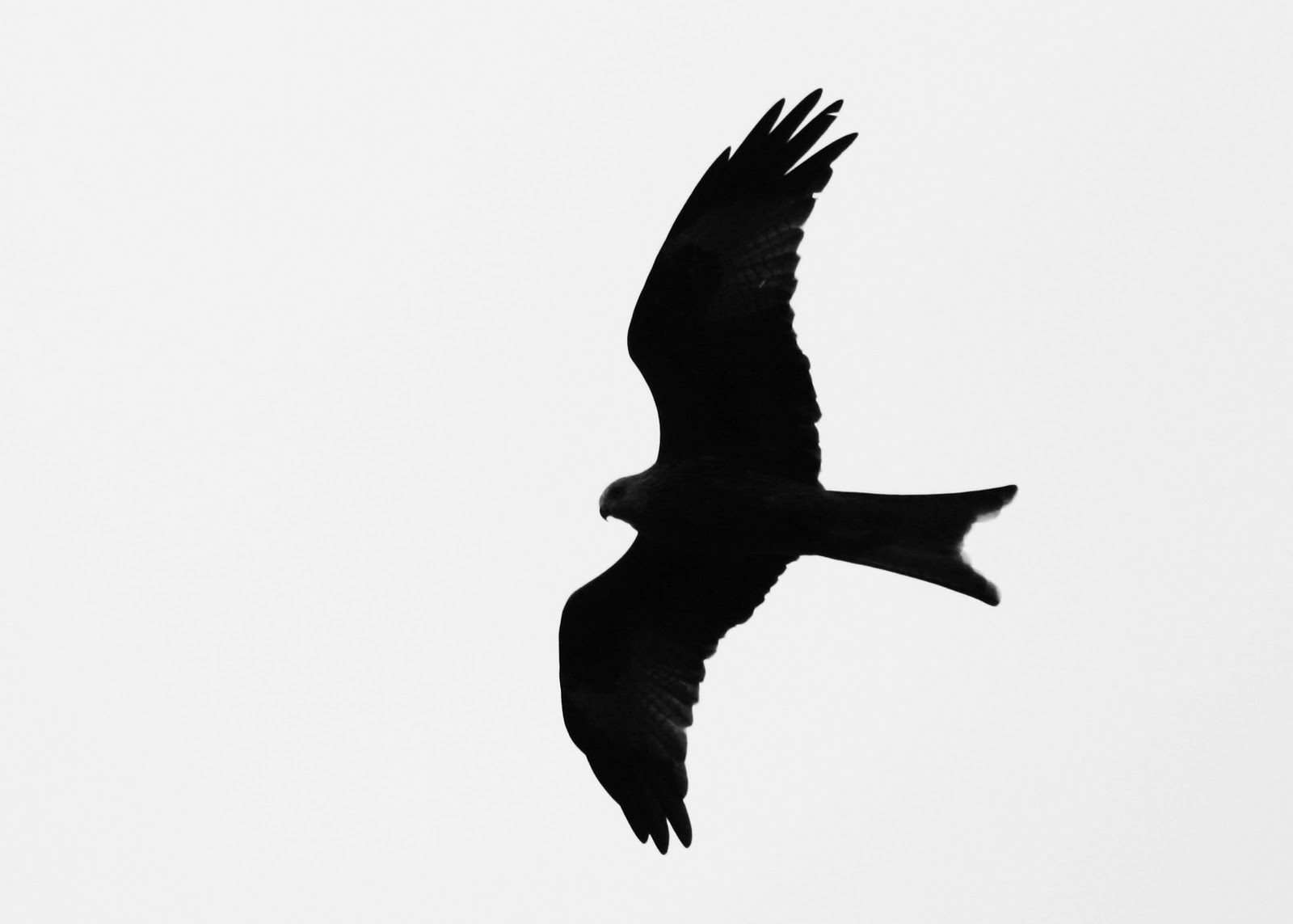 1600x1143 Silhouette Red Kite