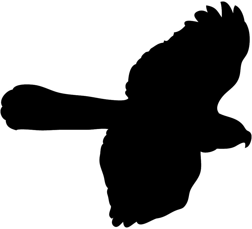 1000x907 Image Files Bird Silhouettes Flying Hawk Seen